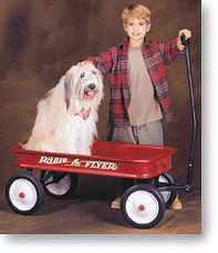 a boy and his dog